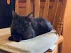 Adopt Bogey a Domestic Short Hair