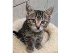 Adopt Monroe a Domestic Short Hair