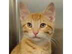 Adopt Sun Tea a Domestic Short Hair