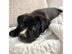Adopt Steph Curry a Cane Corso, Pit Bull Terrier