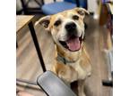 Adopt Tater Tot a Pit Bull Terrier, American Staffordshire Terrier