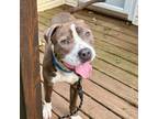 Adopt Justus a Pit Bull Terrier