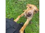 Adopt Romeo a Pit Bull Terrier