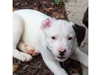 Adopt Lindon a Pit Bull Terrier