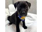 Adopt Dean Taurasi a Cane Corso, Pit Bull Terrier