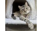 Adopt Scar a Domestic Short Hair
