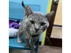 Adopt Grindelwald a Domestic Short Hair