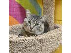 Adopt Arlo a Domestic Short Hair