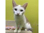 Adopt Hambone a Domestic Short Hair