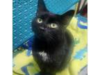 Adopt Sirius a Domestic Short Hair