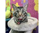 Adopt Juniper a Domestic Short Hair