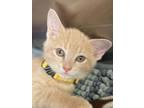 Adopt Honeybee a Domestic Short Hair