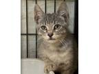 Adopt Mr Scratchy Pants a Domestic Medium Hair, Domestic Short Hair