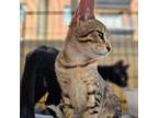 Adopt Jafar a Domestic Short Hair