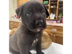 Adopt Geico a Pit Bull Terrier, Labrador Retriever