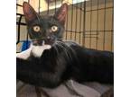 Adopt Gaston a Domestic Short Hair