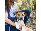 Adopt Louis de Pionte du Lac a Labrador Retriever, Black Mouth Cur