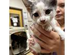 Adopt Teddy 081302S a Domestic Short Hair