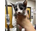 Adopt Roosevelt 081303S a Domestic Short Hair