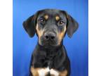 Adopt Cupid 073009S a Hound, Rottweiler
