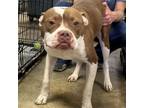 Adopt Archie 081310S a Pit Bull Terrier