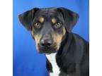 Adopt Hart 073008S a Hound, Rottweiler