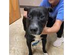 Adopt Elvis 081501S a Pit Bull Terrier