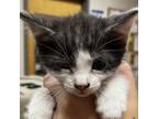 Adopt Franklin 081304S a Domestic Short Hair