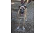 Adopt Mulligan 24 a Shepherd