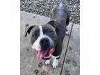 Adopt Big Baby Blue a Pit Bull Terrier