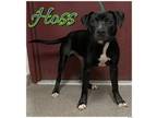 Adopt Hoss a Mixed Breed