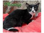 Adopt Phoenex a Domestic Short Hair