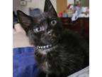Adopt Louis a Domestic Short Hair