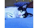 Adopt Andy a Domestic Short Hair