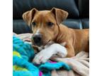Adopt Neo a Hound