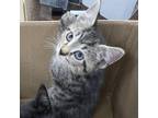 Adopt Brachiosaurus a Domestic Short Hair