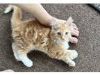 Adopt Rhaegal a Domestic Medium Hair, Domestic Short Hair