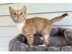Adopt Drogon a Domestic Short Hair
