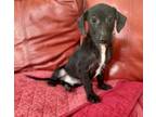 Adopt O`Malley a Dachshund, Mixed Breed