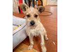 Adopt Questy a Border Terrier, Mixed Breed