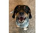 Adopt Chuck a Basset Hound, Mixed Breed