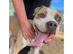 Adopt Bjorn a Pit Bull Terrier, Mixed Breed