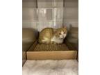 Adopt Popcorn a Domestic Short Hair