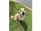 Adopt Vanilla a Mixed Breed