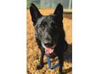 Adopt Smokey a Shepherd, Mixed Breed