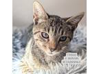 Adopt Tango a Domestic Short Hair