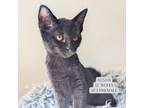 Adopt Austin a Domestic Short Hair