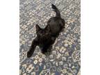 Adopt Maximus24 a Domestic Short Hair
