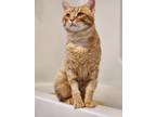 Adopt Butterscotch24 a Domestic Short Hair