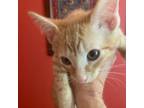 Adopt Rocco a Domestic Short Hair